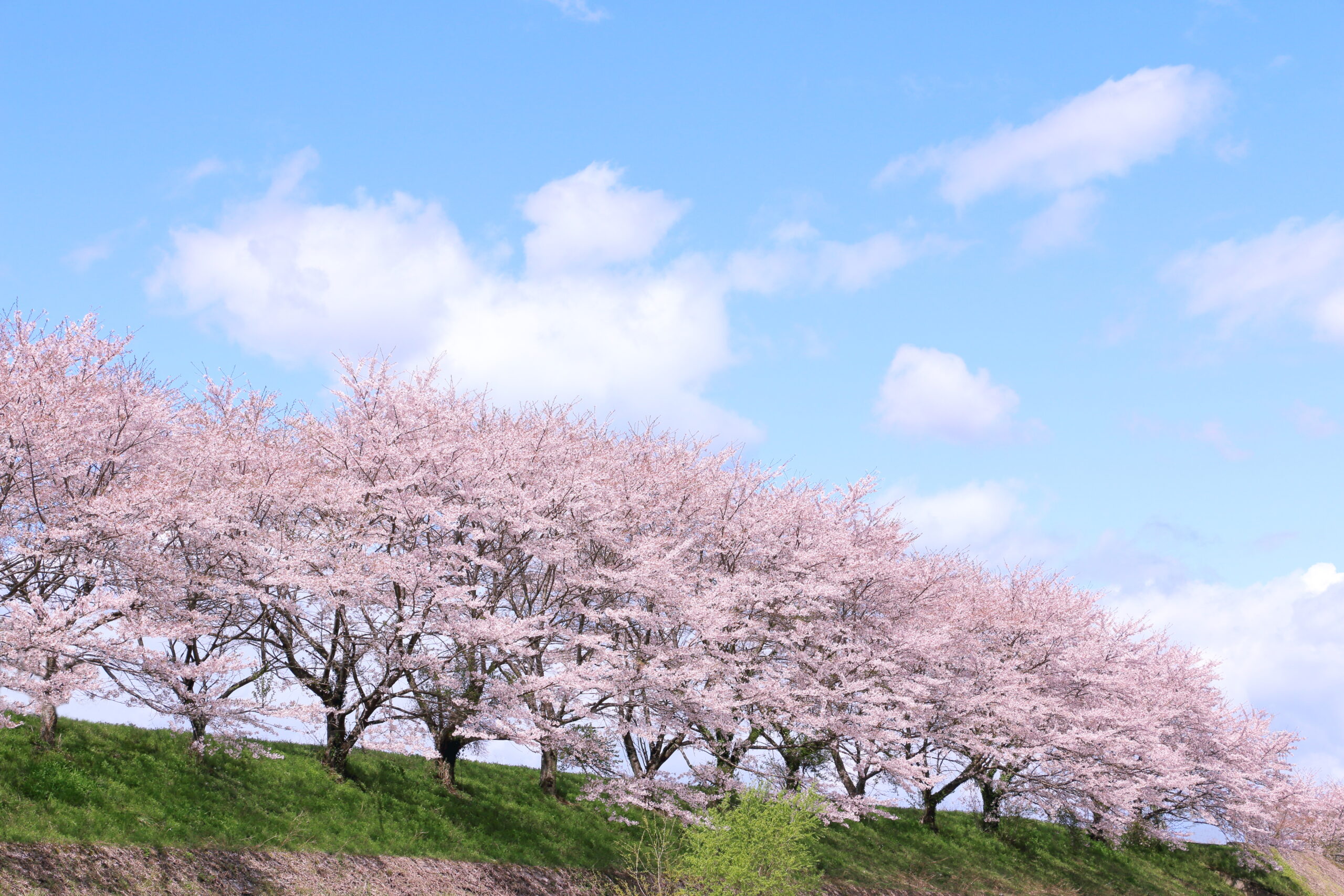 可児市美濃加茂市の定番お花見スポットのイメージ