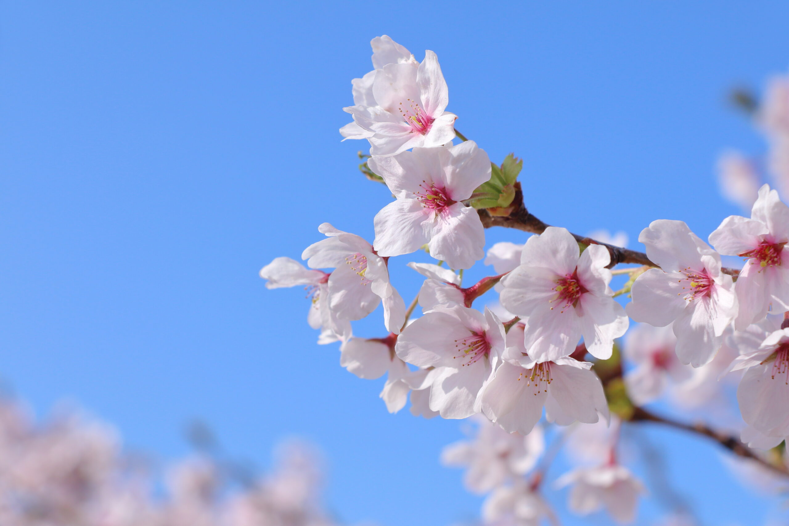 4月のお花見シーズンに満開に咲いている桜のイメージ