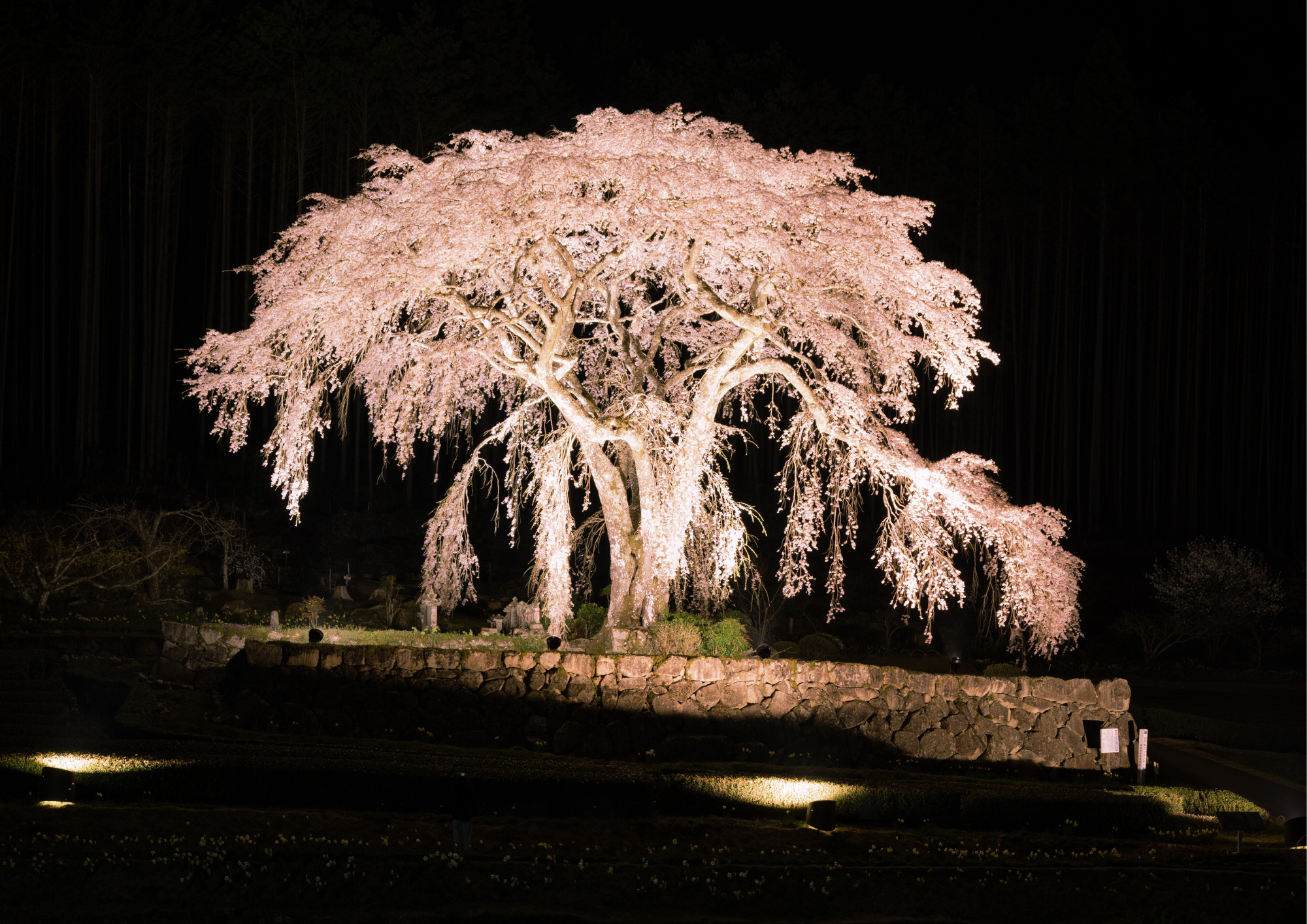 夜の水戸野のシダレザクラのイメージ